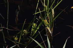 Sparganium androcladum