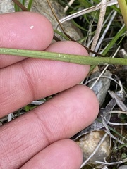 Juncus castaneus leucochlamys