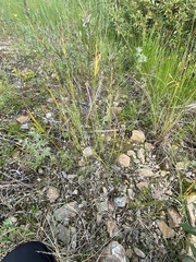 Juncus castaneus leucochlamys