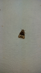 Mesoligia furuncula