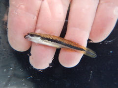 Fundulus