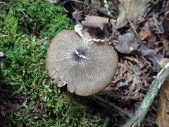 Entoloma jubatum