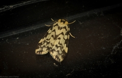 Goniosema anguliscripta