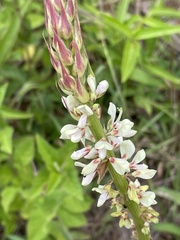 Desmodium macrostachyum