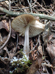 Entoloma jubatum