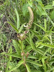 Desmodium macrostachyum