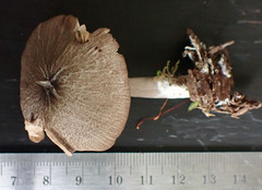 Entoloma jubatum