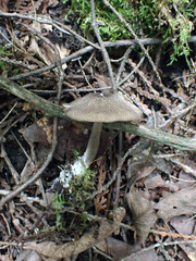 Entoloma jubatum