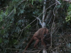 Alouatta guariba
