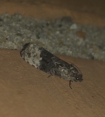 Apotomis betuletana