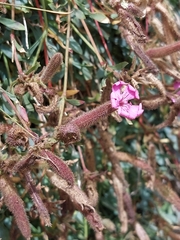 Saponaria sicula