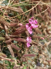 Saponaria sicula