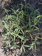 Penstemon rostriflorus