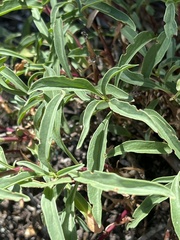 Penstemon rostriflorus