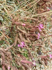 Saponaria sicula