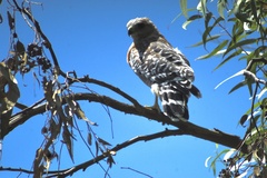 Buteo lineatus