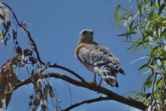 Buteo lineatus