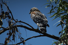 Buteo lineatus