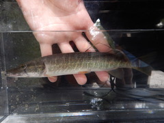 Esox americanus