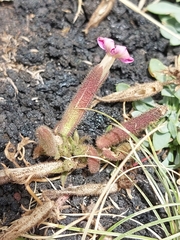 Saponaria sicula