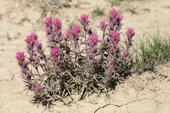 Castilleja angustifolia