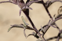 Castilleja angustifolia