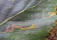 Stigmella betulicola