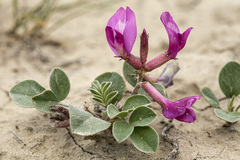 Astragalus chamaeleuce