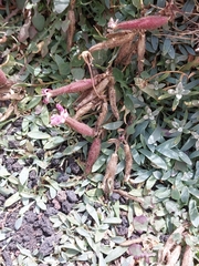 Saponaria sicula