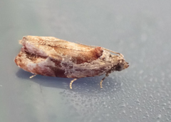 Zomaria interruptolineana