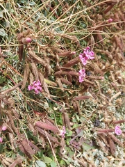 Saponaria sicula