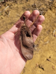 Centrolobium tomentosum