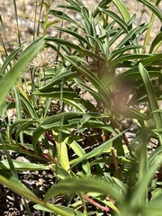 Penstemon rostriflorus