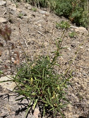 Penstemon rostriflorus