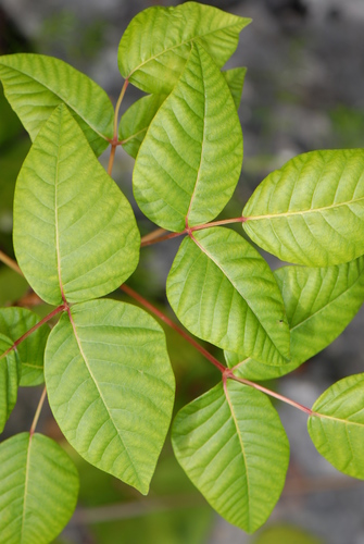 Toxicodendron radicans