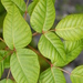 Eastern Poison Ivy