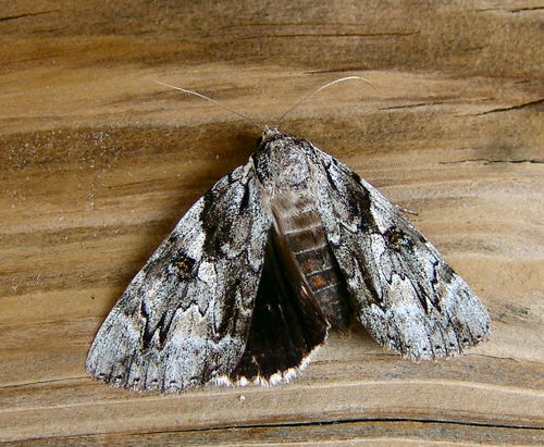 Dejected Underwing photo 2