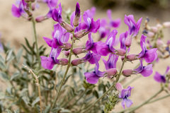 Oxytropis besseyi fallax