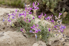 Oxytropis besseyi fallax