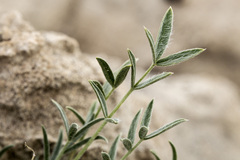 Oxytropis besseyi fallax
