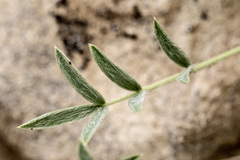 Oxytropis besseyi fallax