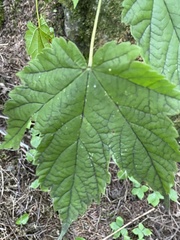 Acer spicatum