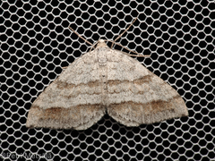 Perizoma parallelolineatum