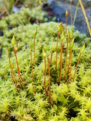 Diobelonella palustris