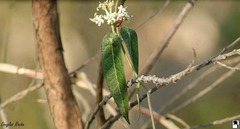 Oxypetalum alpinum