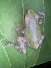 Hyla avivoca