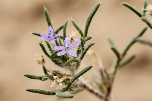 dwarf ipomopsis (Ipomopsis pumila)