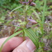 Halenia deflexa - Photo (c) Joe Walewski, algunos derechos reservados (CC BY-NC), subido por Joe Walewski