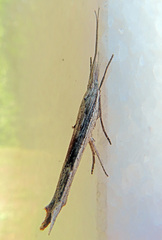 Ypsolopha mucronella