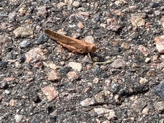 Dissosteira carolina